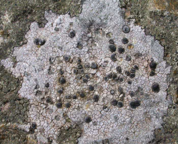 Buellia subdisciformis